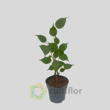 Ficus religiosa Ficus religiosa