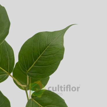 Ficus religiosa Ficus religiosa