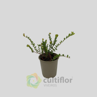 Arándano - Vaccinium macrocarpon Arándano - Vaccinium macrocarpon