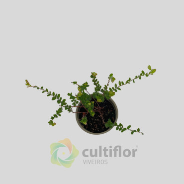 Arándano - Vaccinium macrocarpon Arándano - Vaccinium macrocarpon