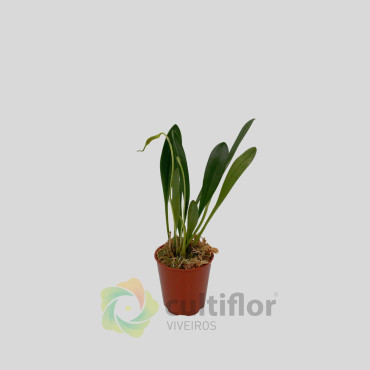 Masdevallia lata ❗️ PAS DE FLEURS ❗️