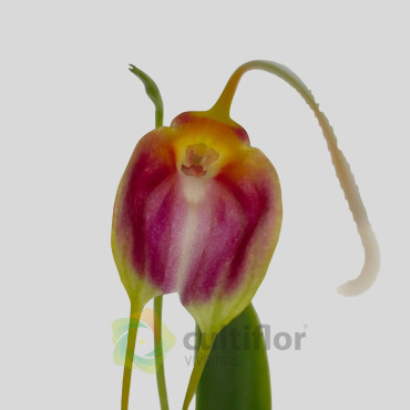 Masdevallia lata ❗️ PAS DE FLEURS ❗️