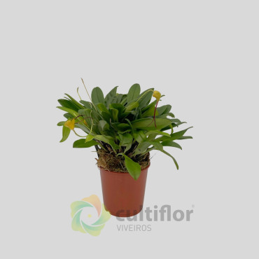 Masdevallia triangularis ❗️ PAS DE FLEURS ❗️