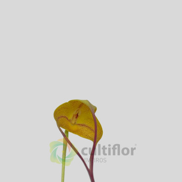 Masdevallia triangularis ❗️ PAS DE FLEURS ❗️