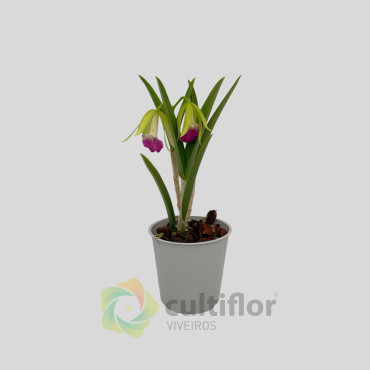 Brassocattleya nanipuakea ❗️ SEM FLOR ❗️