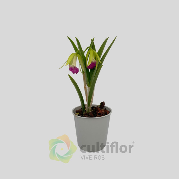 Brassocattleya nanipuakea ❗️ SEM FLOR ❗️