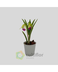 Brassocattleya nanipuakea ❗️ SEM FLOR ❗️