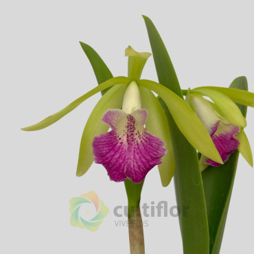 Brassocattleya nanipuakea ❗️ SEM FLOR ❗️