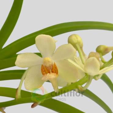 Holcostylis Ms Sunlight X Asc aurantiacum ❗️ SEM FLOR ❗️