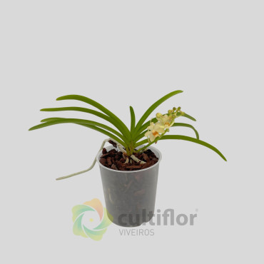 Holcostylis Ms Sunlight X Asc aurantiacum ❗️ SEM FLOR ❗️