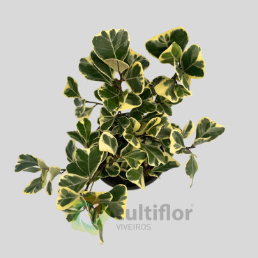 Ficus triangularis "Variegata" v12cm
