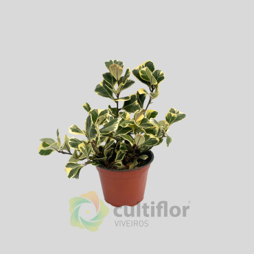 Ficus triangularis "Variegata" v12cm