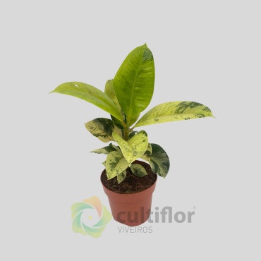 Ficus elastica "Shivereana variegata" v12cm