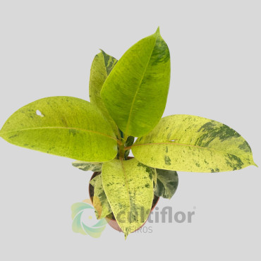 Ficus elastica "Shivereana variegata" v12cm