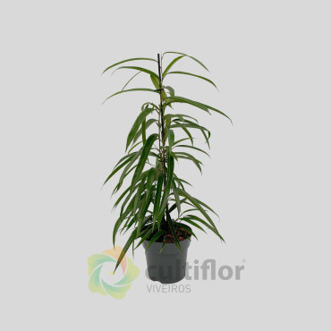 Ficus binnendijkii "Alii"