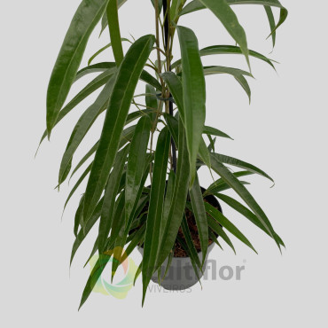 Ficus binnendijkii "Alii"