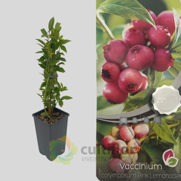 Arándano - Vaccinium corymbosum - Pink Lemonade Arándano - Vaccinium corymbosum - Pink Lemonade