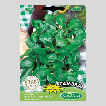 Valerianella locusta - Common Cornsalad - Seeds