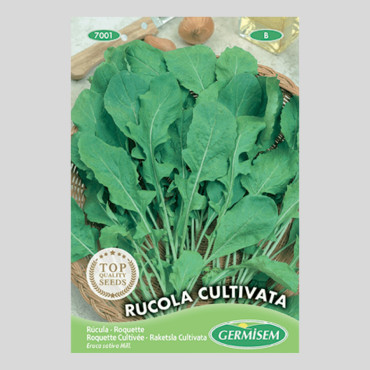 Eruca vesicaria subsp. sativa - Arugula - Seeds