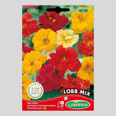 Tropaeolum majus - Nasturtium "Lobb Mix" - Seeds