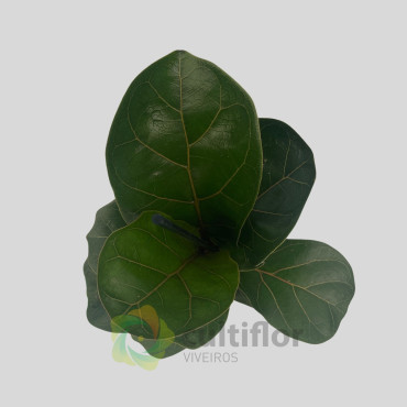Ficus lyrata "Bambino"