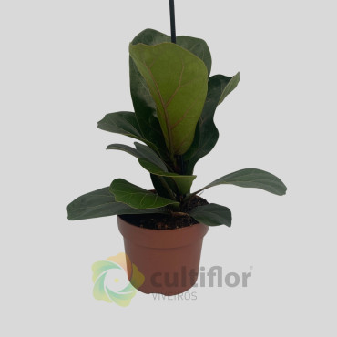 Ficus lyrata "Bambino"