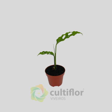 Monstera obliqua "Peru" Baby Monstera obliqua "Peru" Baby