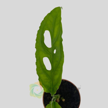 Monstera obliqua "Peru" Baby Monstera obliqua "Peru" Baby