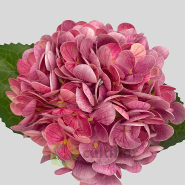 Artificial Hydrangea Stem