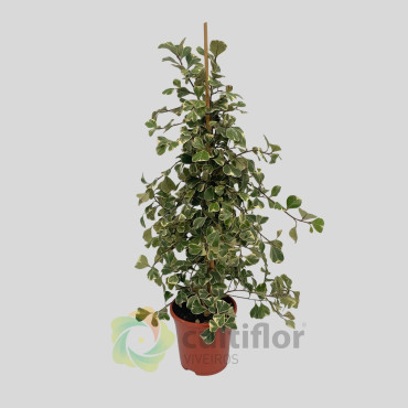 Ficus triangularis "Variegata" v17cm