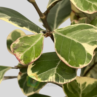 Ficus triangularis "Variegata" v17cm