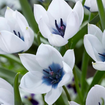 Tulip "Alba Coerulea" - Bulbs