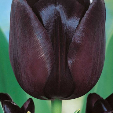 Tulip "Queen of Night" - Bulbs