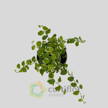 Ficus pumila "White Sunny"