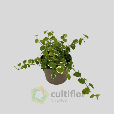 Ficus pumila "White Sunny"