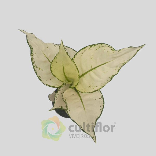 Aglaonema "White Joy"