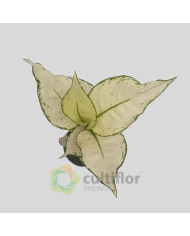 Aglaonema "White Joy"