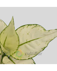 Aglaonema "White Joy"