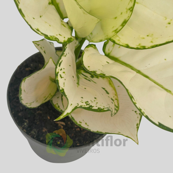 Aglaonema "White Joy"