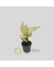 Aglaonema "White Joy"
