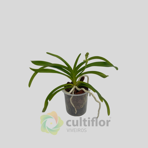 Rhynchovanda ❗️ SEM FLOR ❗️