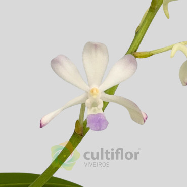 Rhynchovanda ❗️ SEM FLOR ❗️