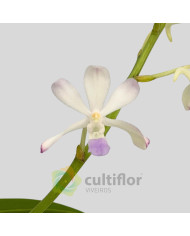 Rhynchovanda ❗️ SEM FLOR ❗️