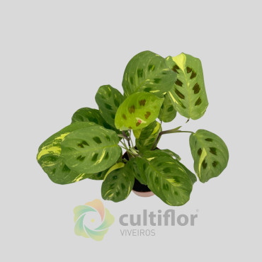 Maranta kerchoveana variegata "Fiesta"