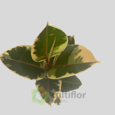Ficus elastica "Tineke" v12cm