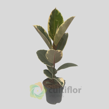 Ficus elastica "Tineke" v12cm