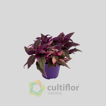 Gynura aurantiaca Variegata