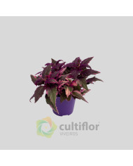 Gynura aurantiaca Variegata