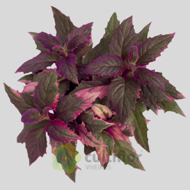 Gynura aurantiaca Variegata
