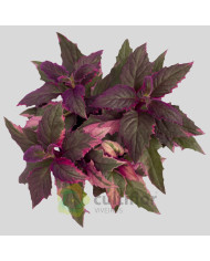 Gynura aurantiaca Variegata